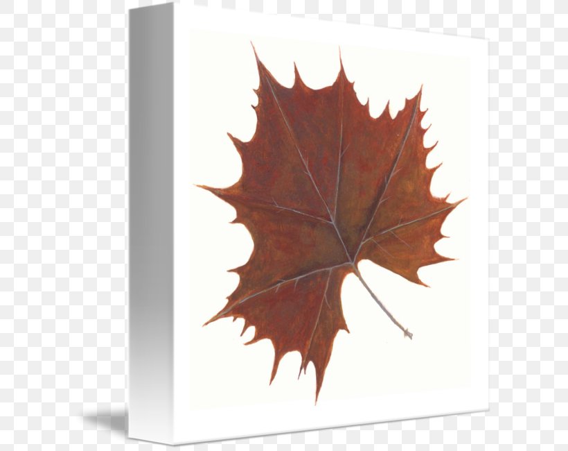 Maple Leaf, PNG, 606x650px, Maple Leaf, Leaf, Maple, Plant, Tree Download Free