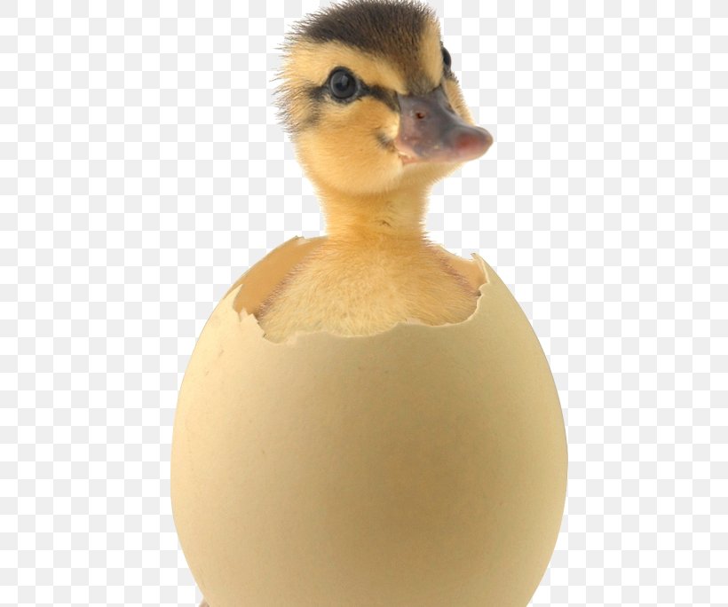 Salted Duck Egg Mallard Egg Incubation Muscovy Duck, PNG, 684x684px, Duck, Beak, Bird, Bird Nest, Candling Download Free