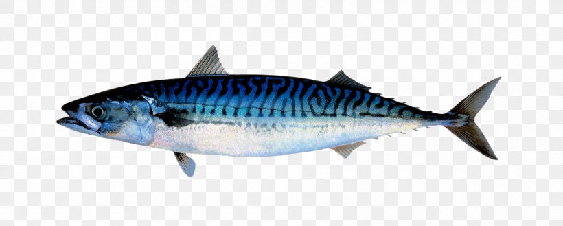 Seafood Background, PNG, 1692x680px, Atlantic Mackerel, Albacore Fish, Anchovy, Atlantic Cod, Atlantic Herring Download Free