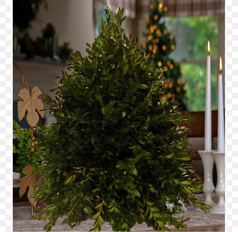 Spruce Fir Christmas Tree Evergreen Shrub, PNG, 800x800px, Spruce, Christmas, Christmas Decoration, Christmas Tree, Conifer Download Free