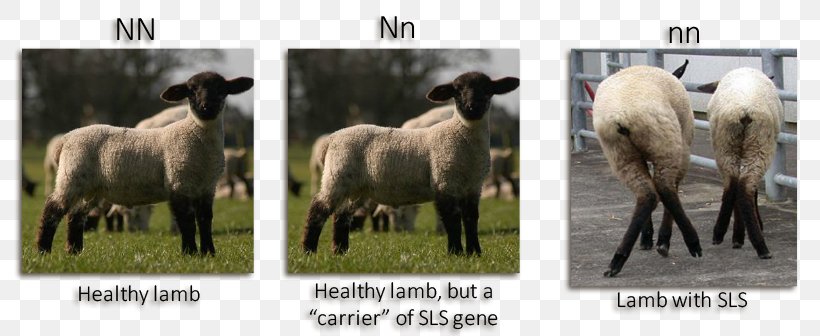 Suffolk Sheep Spider Lamb Syndrome Disease Carney Complex, PNG, 800x336px, Suffolk Sheep, Agriculture, Breed, Deformity, Disease Download Free