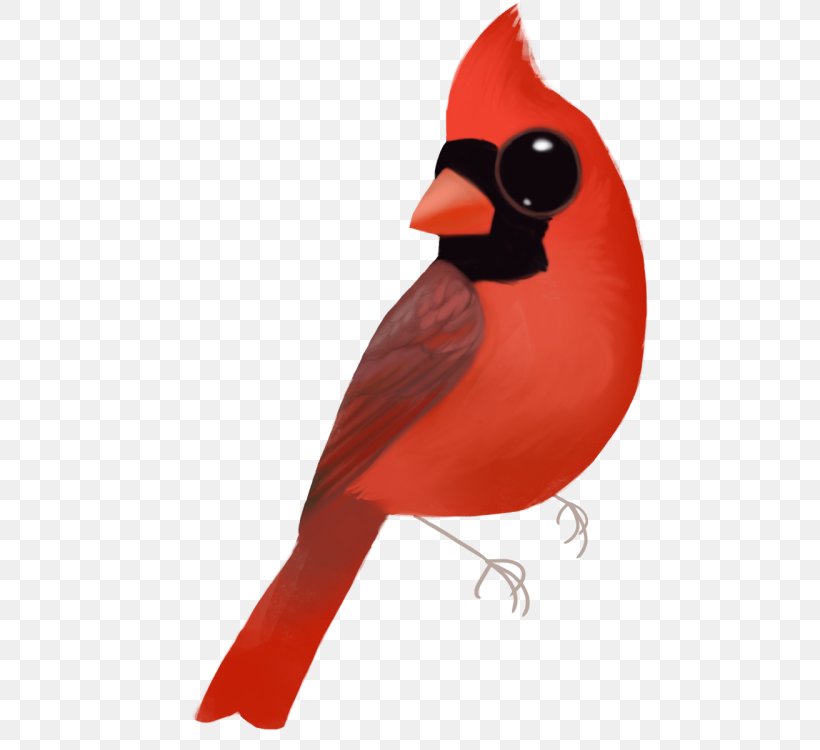 Beak, PNG, 500x750px, Beak, Bird, Cardinal, Red, Songbird Download Free