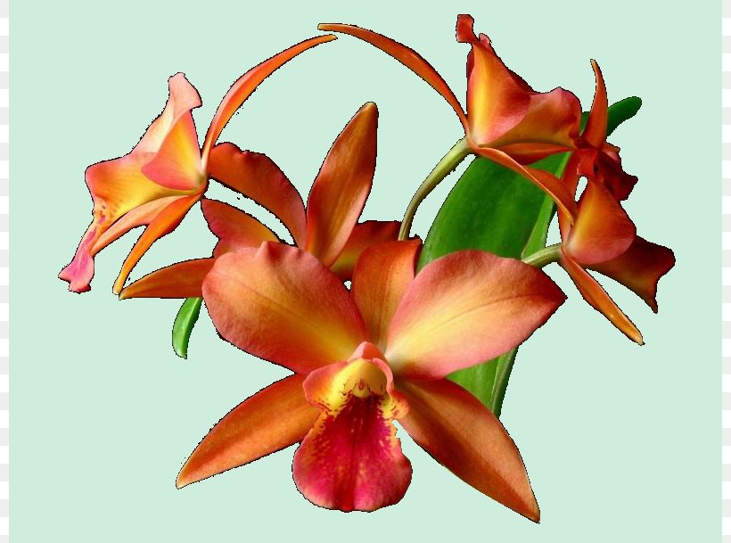 Cattleya Orchids Cut Flowers Moth Orchids Petal, PNG, 800x609px, Cattleya Orchids, Cattleya, Cut Flowers, Flower, Flowering Plant Download Free