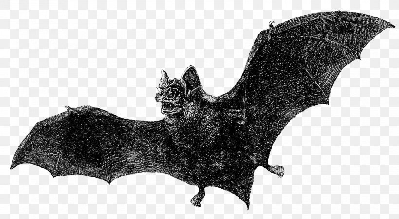 Dracula Bat Vintage Clothing Book, PNG, 1600x881px, Dracula, Antique, Author, Bat, Black And White Download Free