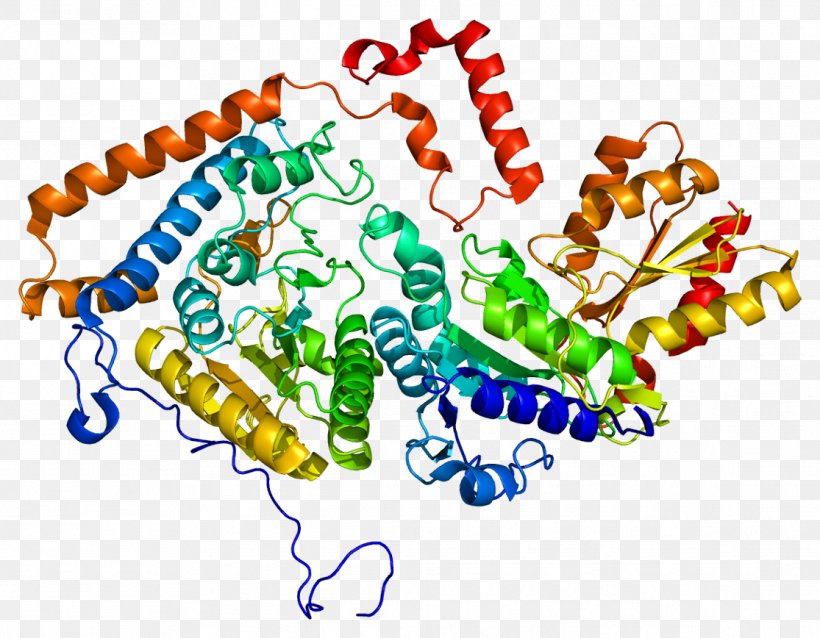 Branched-chain Alpha-keto Acid Dehydrogenase Complex BCKDHB BCKDHA Maple Syrup Urine Disease, PNG, 1115x868px, Bckdha, Area, Art, Branchedchain Amino Acid, Carboxylyases Download Free