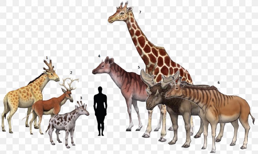 Giraffe Centrosaurus Chasmosaurus Torosaurus Climacoceras, PNG, 913x547px, Giraffe, Animal, Animal Figure, Centrosaurus, Chasmosaurus Download Free