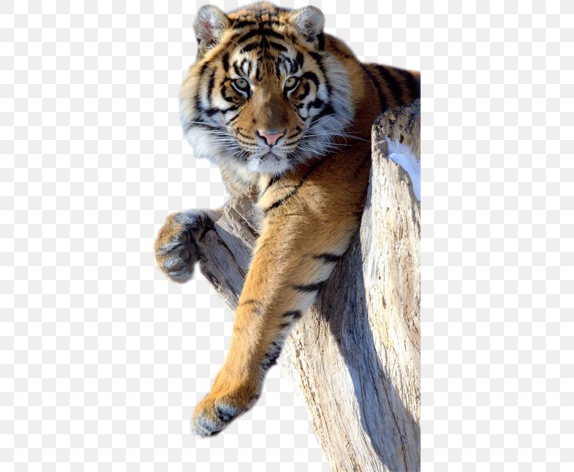 Lion Jaguar Black Panther Cat Bengal Tiger, PNG, 383x674px, Lion, Animal, Bengal Tiger, Big Cat, Big Cats Download Free