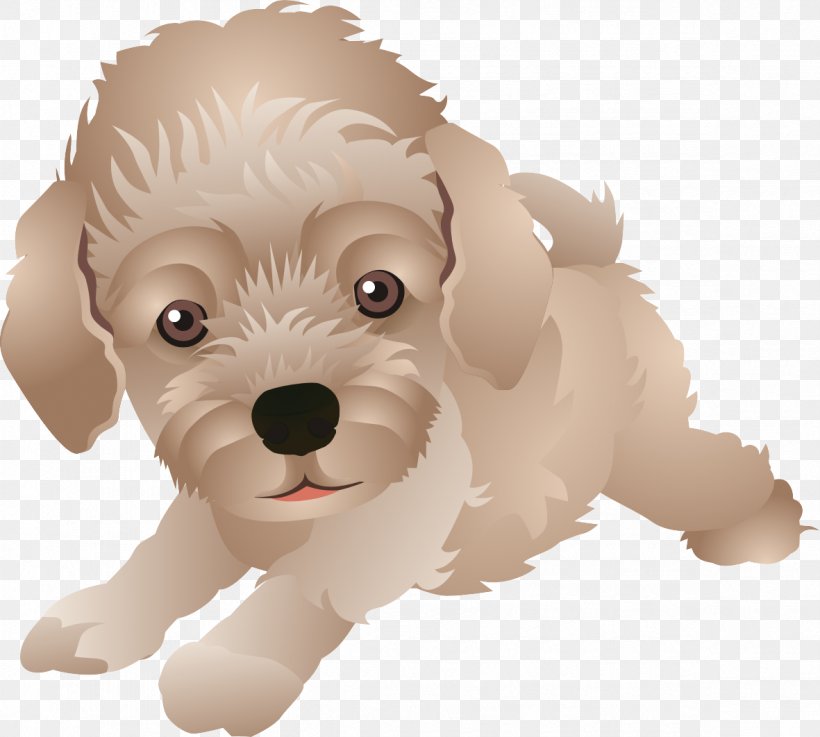 Maltese Dog Schnoodle Cockapoo Havanese Goldendoodle, PNG, 1181x1062px, Maltese Dog, Animal, Canidae, Carnivoran, Cockapoo Download Free