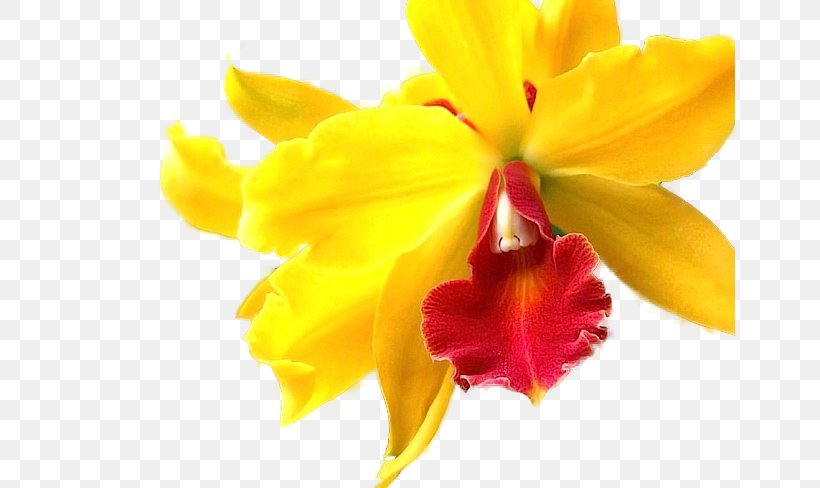 Orchids Flower Yellow Lily VK, PNG, 650x488px, Orchids, Cattleya, Cattleya Labiata, Flower, Flowering Plant Download Free