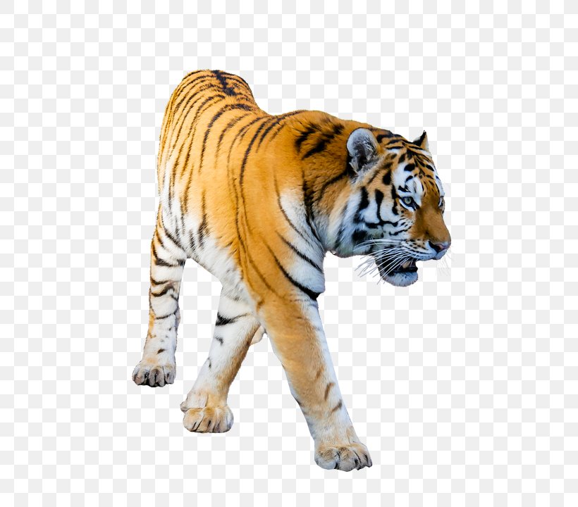Tiger Transparency Desktop Wallpaper Image, PNG, 650x720px, Tiger, Animal Figure, Big Cats, Carnivoran, Cat Like Mammal Download Free