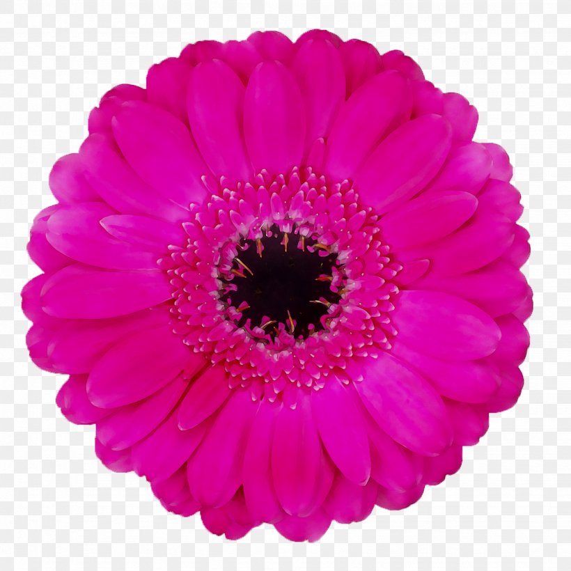 Baby Pillow PLAYERS GIF Kuih Siput Shop, PNG, 1949x1949px, Players, Artificial Flower, Barberton Daisy, Cut Flowers, Daisy Family Download Free