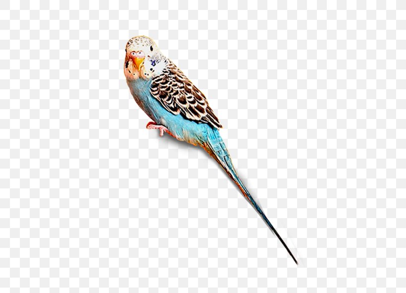 Bird, PNG, 591x591px, Bird, Beak, Common Pet Parakeet, Drawing, Fauna Download Free