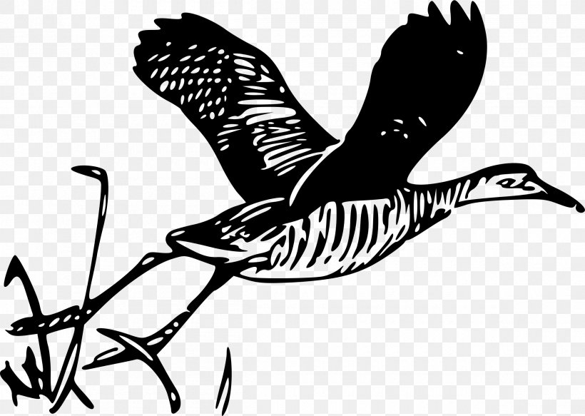 King Rail Rail Transport Clip Art, PNG, 2400x1707px, King Rail, Art, Beak, Bird, Bird Of Prey Download Free