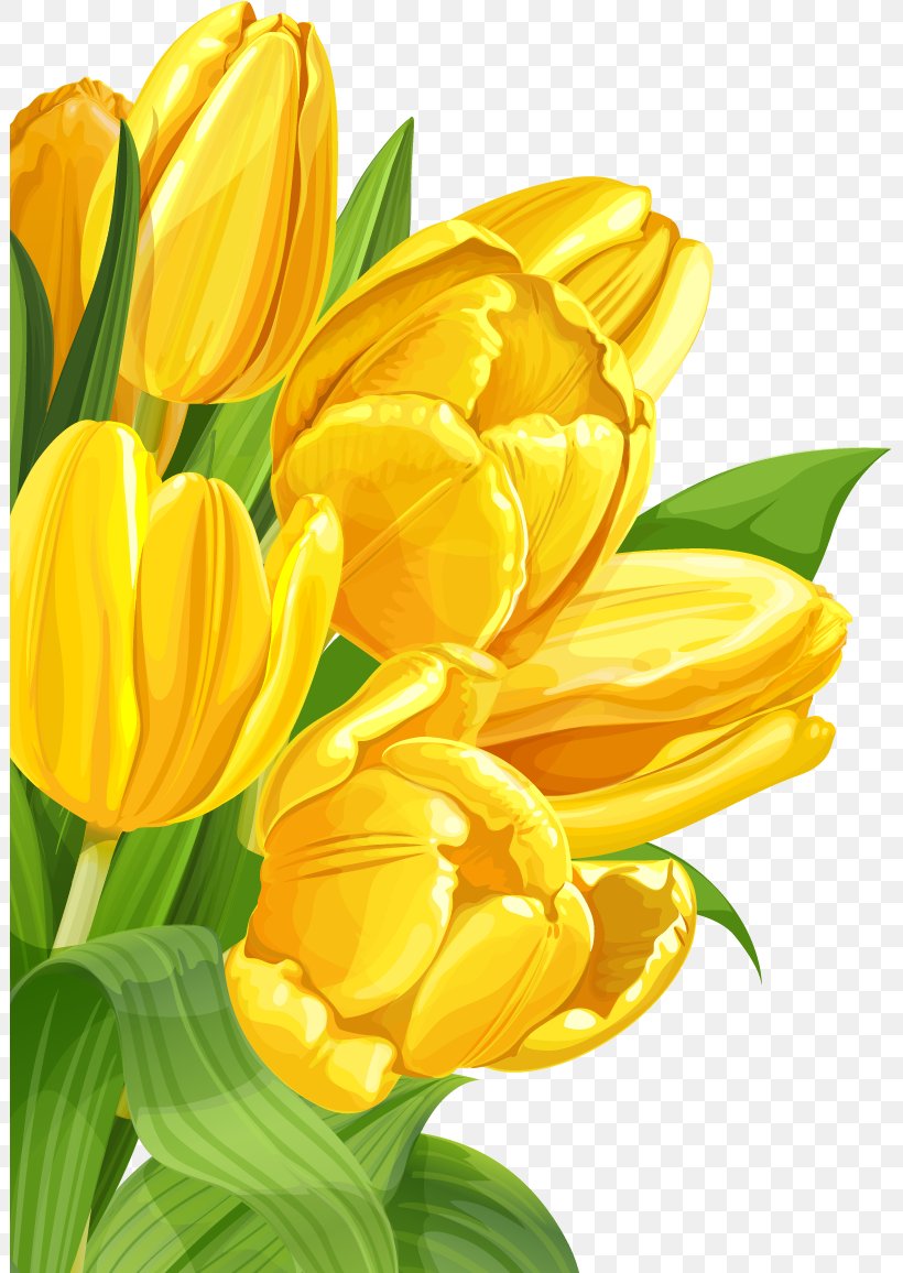 Tulip Yellow Flower, PNG, 801x1156px, Tulip, Crocus, Cut Flowers, Floristry, Flower Download Free