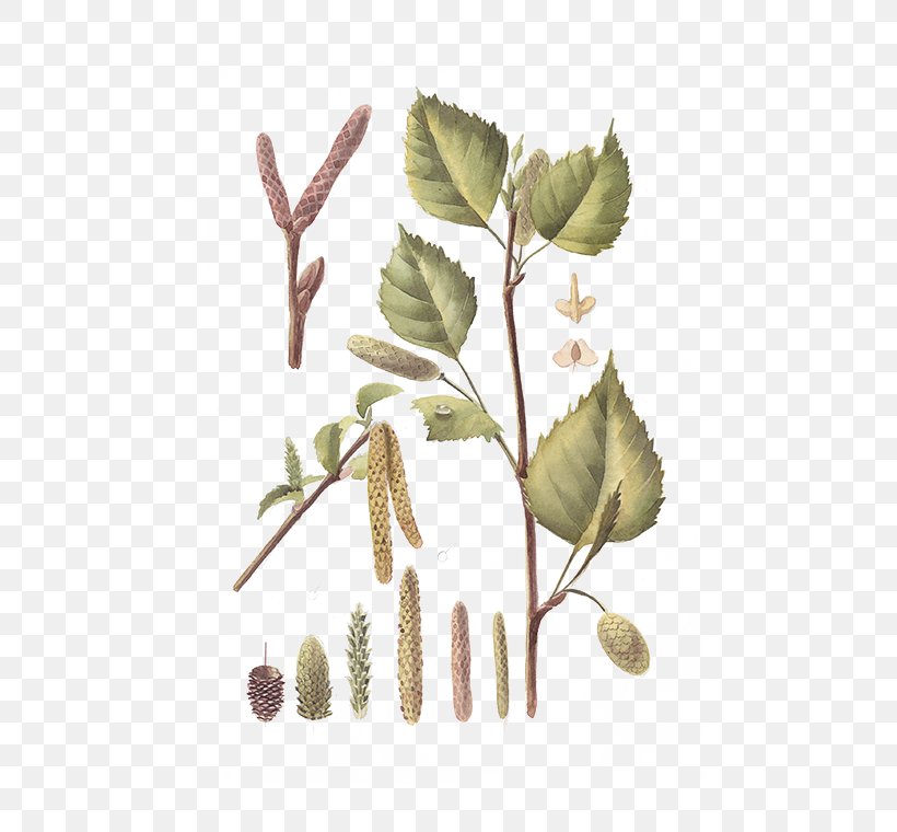 Twig Plant Stem Leaf, PNG, 472x760px, Twig, Branch, Leaf, Organism, Plant Download Free