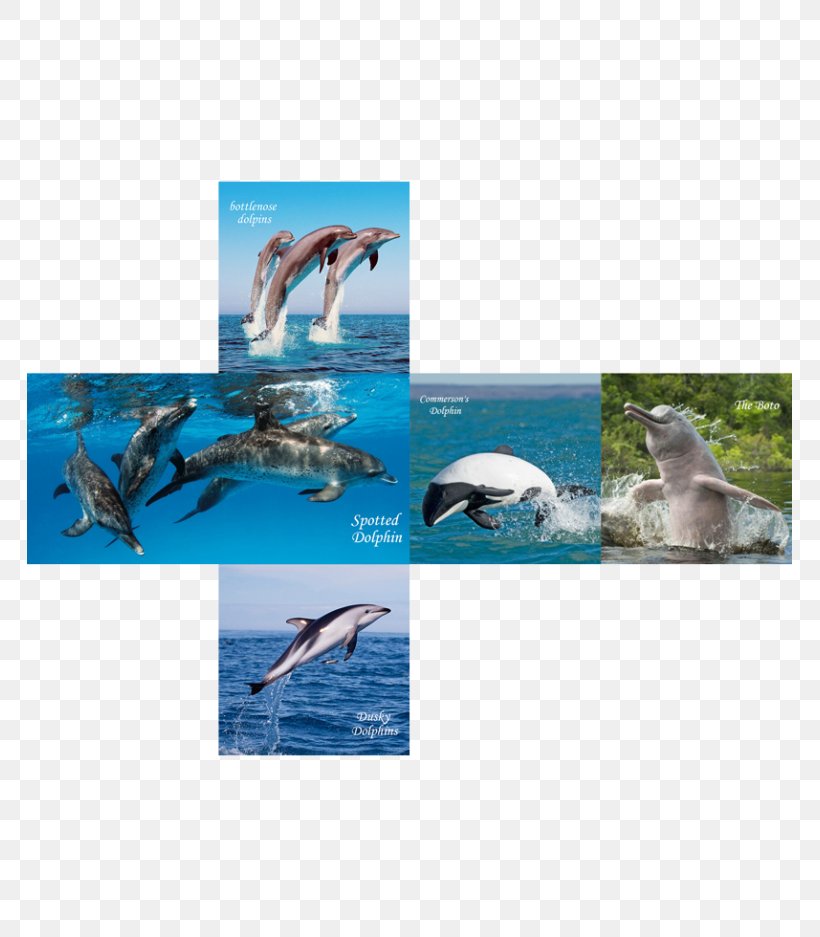 Wholphin Spotted Dolphins Bottlenose Dolphin Cube, PNG, 765x937px, Wholphin, Beak, Bottlenose Dolphin, Canvas Print, Cube Download Free
