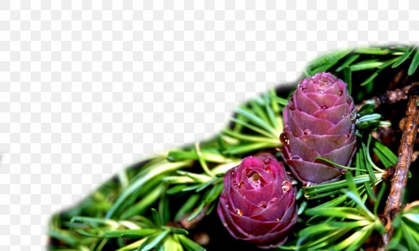 Conifer Cone Pine Plant, PNG, 1024x614px, Conifer Cone, Cone, Conifers, Designer, Drawing Download Free