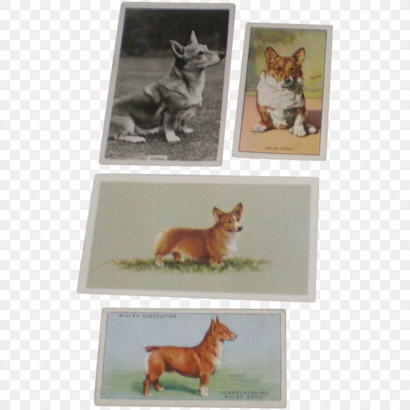 Dog Breed Picture Frames Tail, PNG, 1023x1023px, Dog Breed, Breed, Carnivoran, Dog, Dog Like Mammal Download Free