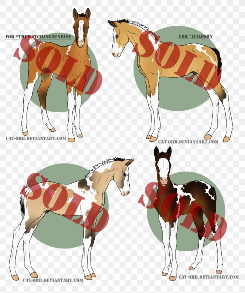 Foal Shagya Arabian Arabian Horse Colt Border Collie, PNG, 1024x1228px, Foal, Arabian Horse, Border Collie, Breed, Camel Like Mammal Download Free