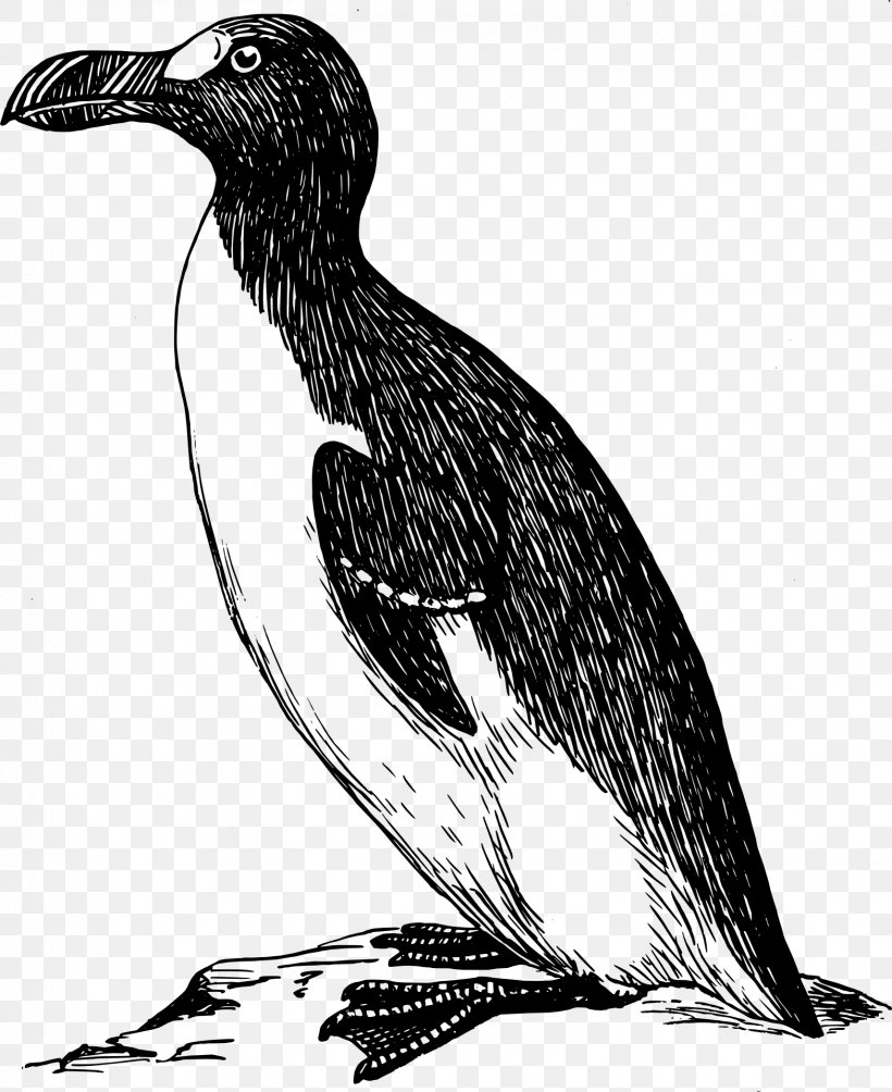 Great Auk Clip Art, PNG, 1567x1920px, Great Auk, Art, Auk, Beak, Bird Download Free