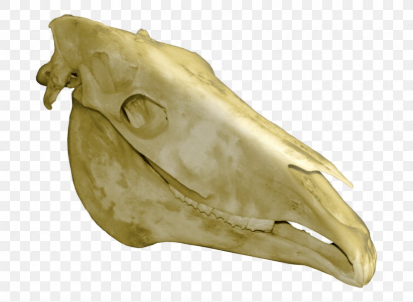 Horse Bone Skull Skeleton Clip Art, PNG, 1043x765px, Horse, Artifact, Bone, Cervical Vertebrae, Drawing Download Free