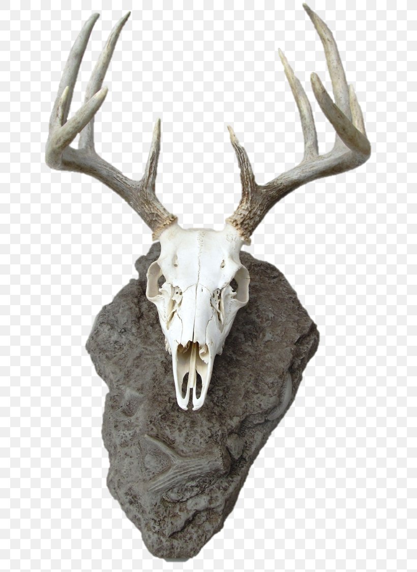 Reindeer White-tailed Deer Skull Mounts Antler, PNG, 678x1125px, Reindeer, Antler, Bone, Commemorative Plaque, Deer Download Free