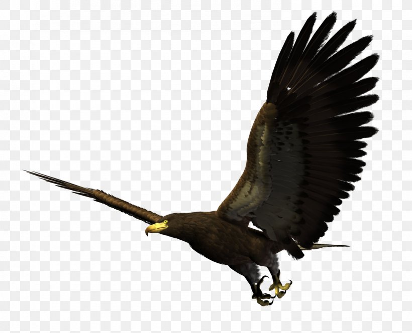 Bald Eagle Bird Flight Hawk, PNG, 1481x1200px, Bald Eagle, Accipitriformes, Beak, Bird, Bird Flight Download Free