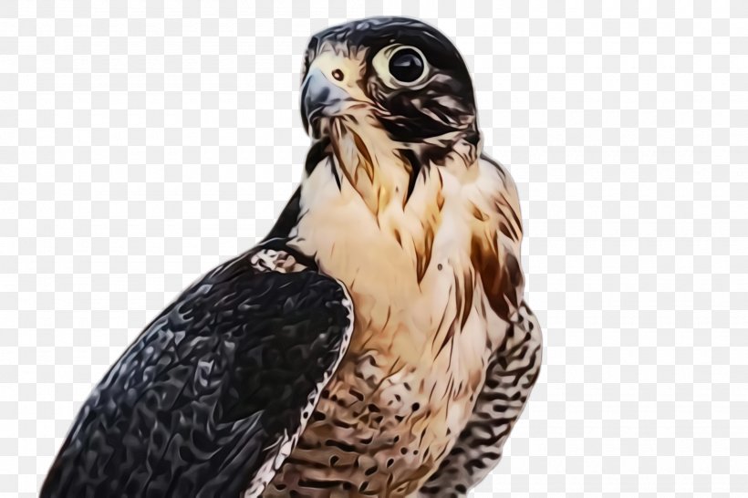 Bird Peregrine Falcon Bird Of Prey Beak Hawk, PNG, 2000x1332px, Watercolor, Beak, Bird, Bird Of Prey, Falcon Download Free