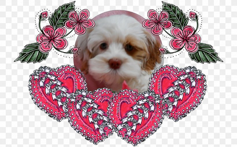 Cockapoo Puppy Shih Tzu Cavachon Dog Breed, PNG, 1600x994px, Cockapoo, Breed, Carnivoran, Cavachon, Companion Dog Download Free