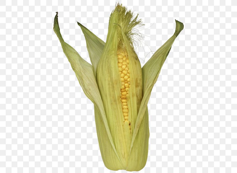 Corn On The Cob Flour Corn Clip Art, PNG, 467x600px, Corn On The Cob, Commodity, Dent Corn, Digital Image, Flint Corn Download Free