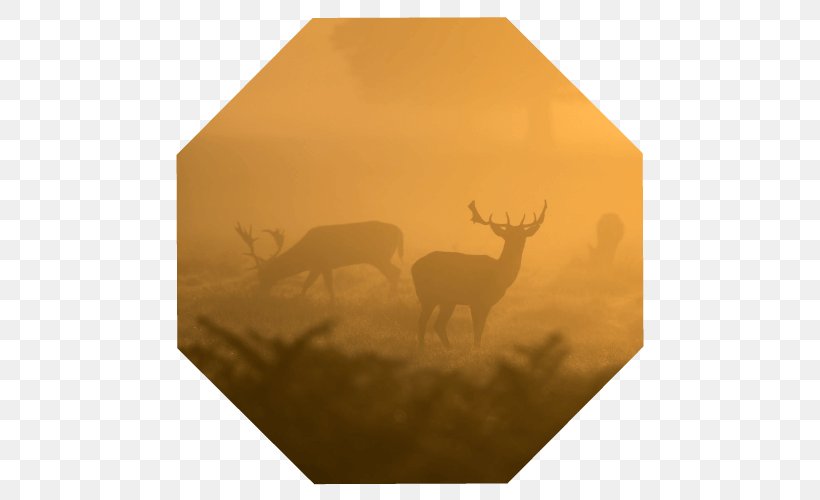 Deer Antler Wildlife, PNG, 500x500px, Deer, Antler, Wildlife Download Free