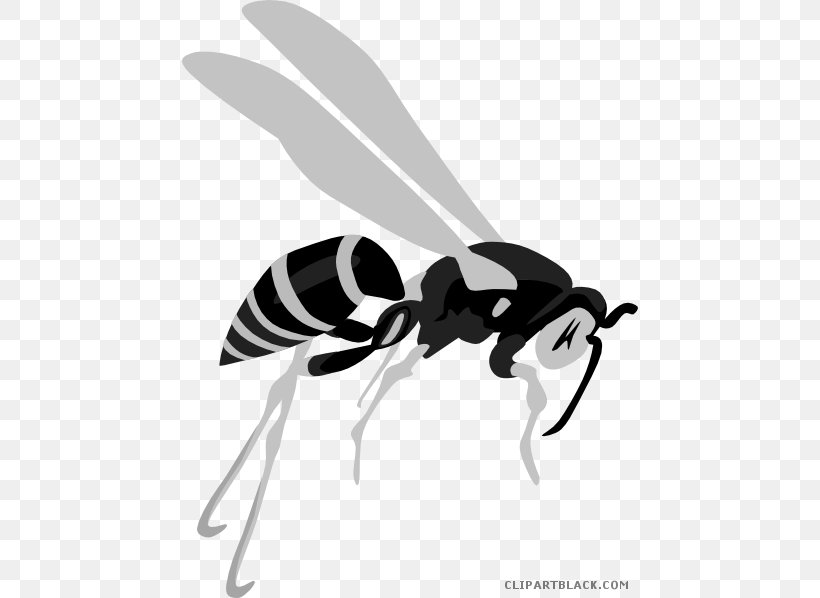 Hornet Clip Art Wasp Insect Bee, PNG, 456x598px, Hornet, Arthropod, Baldfaced Hornet, Bee, Black And White Download Free