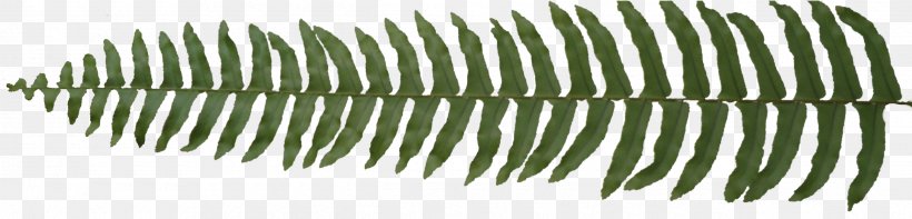 Leaf Flora Plant, PNG, 2540x612px, Leaf, Advertising, Akismet, Alphabet, Animation Download Free