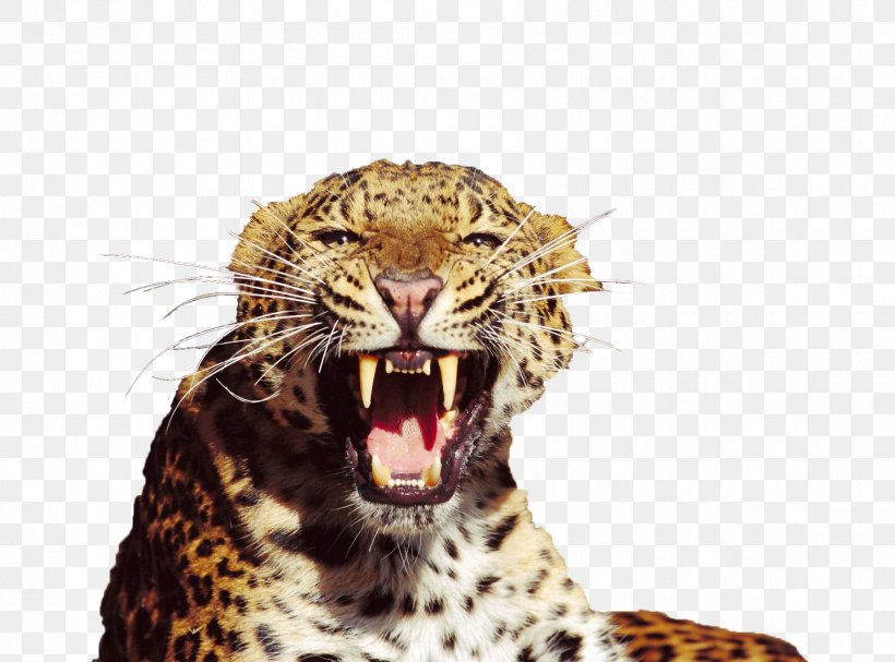 Tiger Snow Leopard Amur Leopard North-Chinese Leopard Felidae, PNG, 1800x1333px, Jaguar, Amur Leopard, Animal, Big Cat, Big Cats Download Free