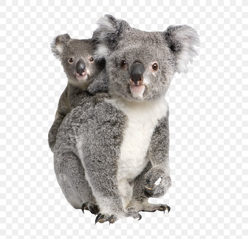 Billabong Zoo Koalas/Koalas Marsupial, PNG, 650x792px, Billabong Zoo, Animal, Animal Sanctuary, Australia, Cuteness Download Free