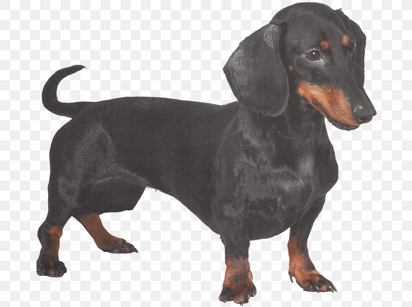 Black And Tan Coonhound Austrian Black And Tan Hound Dachshund Polish Hunting Dog Smaland Hound, PNG, 680x612px, Black And Tan Coonhound, Austrian Black And Tan Hound, Breed, Carnivoran, Dachshund Download Free