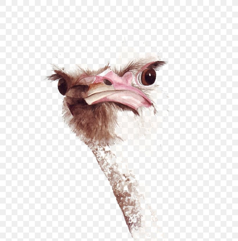 Common Ostrich Bird Watercolor Painting Drawing, PNG, 564x829px, Common Ostrich, Animal, Art, Beak, Bird Download Free