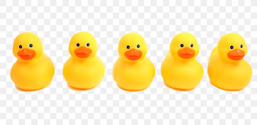 Domestic Duck Clip Art Stock Photography, PNG, 900x439px, Duck, Beak, Bird, Domestic Duck, Ducks Geese And Swans Download Free
