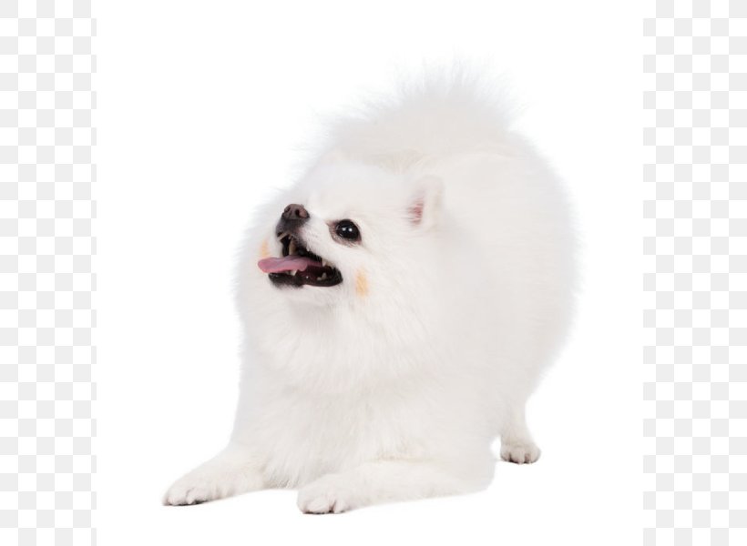 German Spitz Klein Pomeranian German Spitz Mittel Japanese Spitz American Eskimo Dog, PNG, 800x600px, German Spitz Klein, American Eskimo Dog, Breed, Carnivoran, Companion Dog Download Free