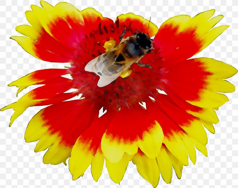 Honey Bee Transvaal Daisy Nectar Yellow, PNG, 1331x1056px, Honey Bee, Bee, Calendula, Cut Flowers, Flower Download Free