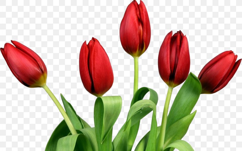 Tulip Flower Clip Art, PNG, 1024x640px, Tulip, Bud, Cut Flowers, Flower, Flower Bouquet Download Free
