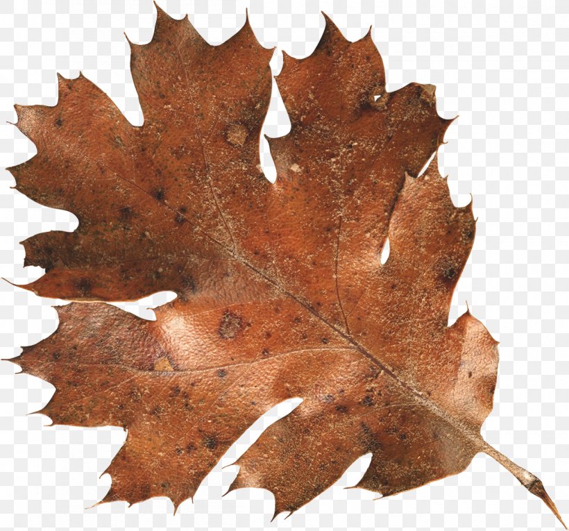 Autumn Leaf Color Clip Art, PNG, 1200x1120px, Autumn Leaf Color, Autumn, Color, Leaf, Maple Leaf Download Free
