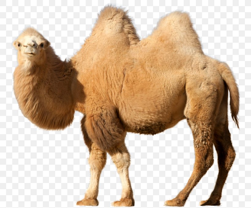 Bactrian Camel Dromedary Desktop Wallpaper Clip Art, PNG, 768x682px, Bactrian Camel, Arabian Camel, Camel, Camel Like Mammal, Dromedary Download Free