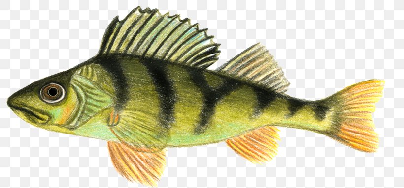 Perch Norway Freshwater Fish Angling, PNG, 796x383px, Perch, Angling, Animal, Animal Figure, Bass Download Free