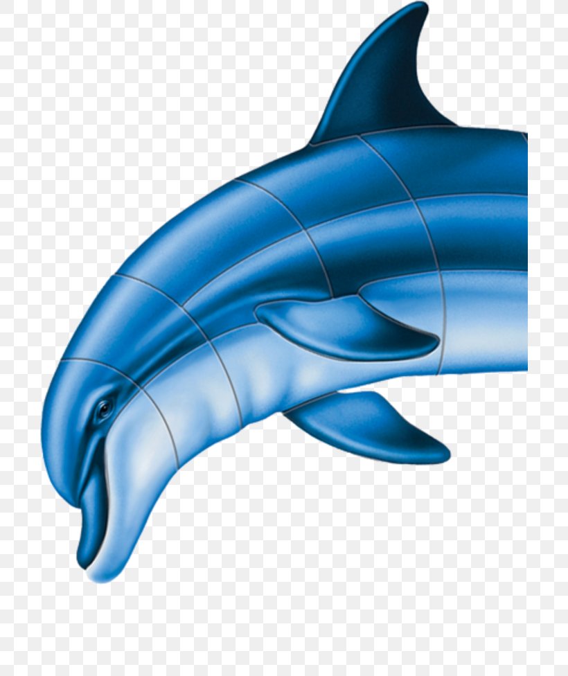 Common Bottlenose Dolphin Short-beaked Common Dolphin Wholphin Tucuxi Rough-toothed Dolphin, PNG, 705x976px, Common Bottlenose Dolphin, Aqua, Bottlenose Dolphin, Cobalt Blue, Dolphin Download Free