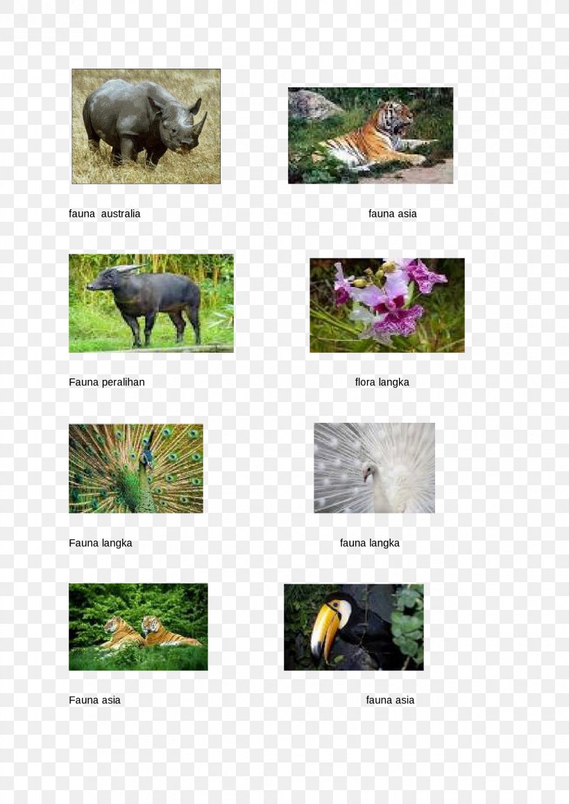 Fauna Ecosystem Rhinoceros Animal, PNG, 1653x2339px, Fauna, Animal, Ecosystem, Flora, Grass Download Free
