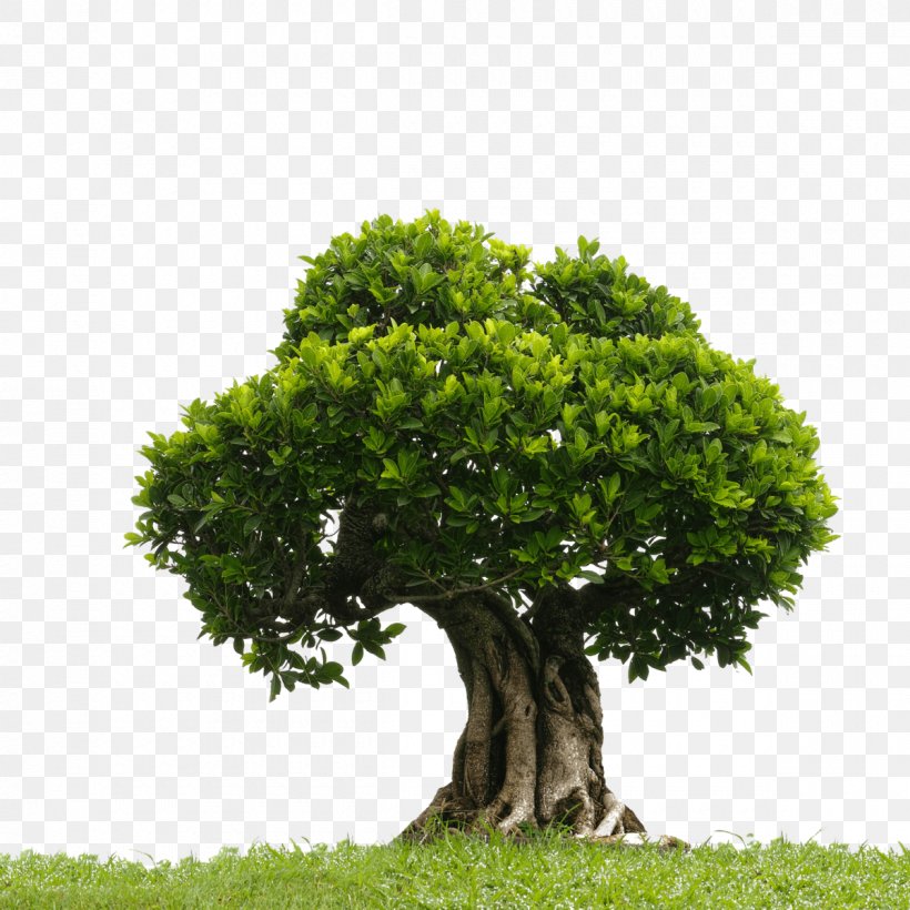 Clip Art Tree Image Illustration, PNG, 1200x1200px, Tree, Arbor Day, Bonsai, Branch, California Live Oak Download Free