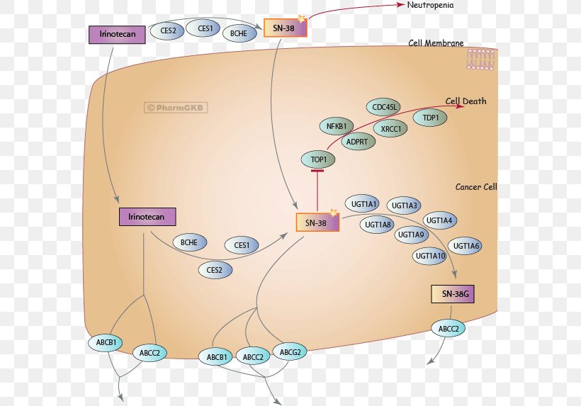 SN-38 Irinotecan Metabolic Pathway PharmGKB Topoisomerase, PNG, 588x573px, Irinotecan, Cell, Drug Metabolism, Enzyme, Enzyme Inhibitor Download Free