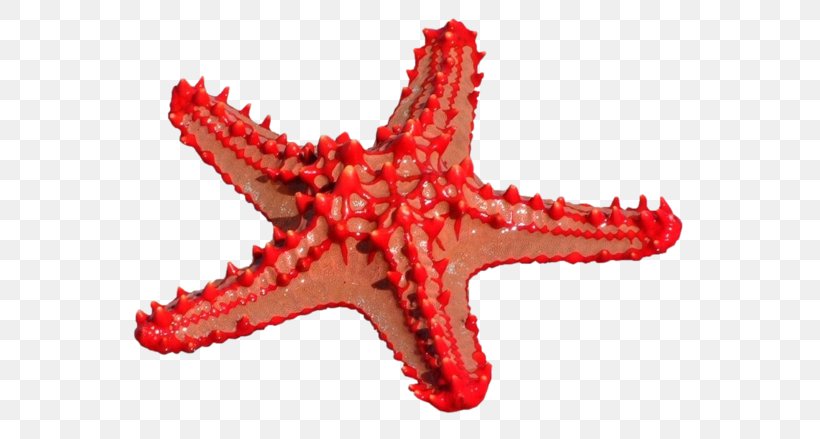 Starfish Ma Petite Fabrique Echinoderm Sea, PNG, 600x439px, Starfish, Animal, Animal Figure, Drawing, Echinoderm Download Free