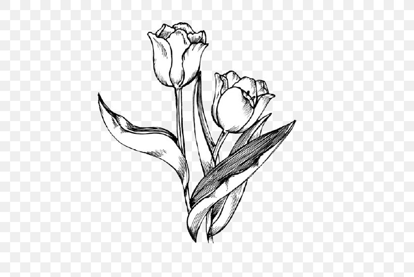 Tulip Drawing Flower Clip Art, PNG, 573x549px, Tulip, Arm, Art, Artwork, Black And White Download Free